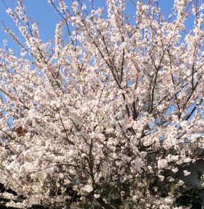 春爛漫🌸💕でも乾燥に気をつけて❗️🤣